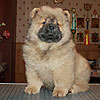 chow-chow puppy