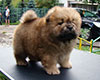 chow chow puppy