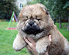 chow chow puppy