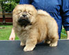 chow chow puppy