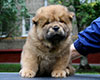 chow chow puppy