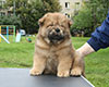 chow chow puppy