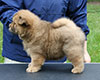 chow chow puppy