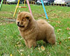 chow chow puppy