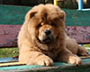 chow chow puppy