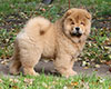 chow chow puppy