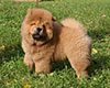 chow chow puppy