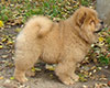 chow chow puppy