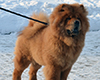 chow chow puppy