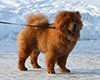 chow chow puppy