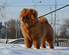 chow chow puppy