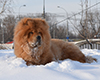 chow chow puppy