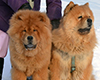 chow chow puppy