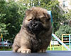 chow chow puppy