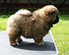 chow chow puppy