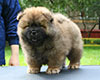 chow chow puppy