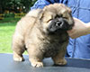 chow chow puppy