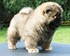 chow chow puppy