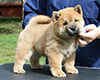 chow chow puppy