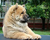 chow chow puppy