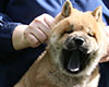 chow chow puppy