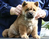 chow chow puppy