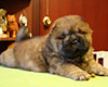 chow chow puppi