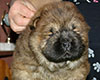 chow chow puppi