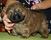 chow chow puppi