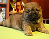 chow chow puppi