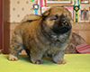 chow chow puppi