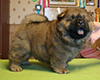 chow chow puppi