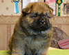 chow chow puppi