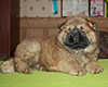 chow chow puppi