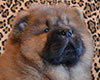 chow chow puppi