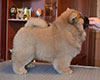 chow chow puppi