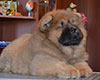 chow chow puppi