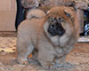 chow chow puppi