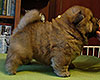 chow chow puppy