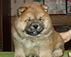 chow chow puppy