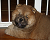 chow chow puppy