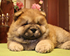 chow chow puppy