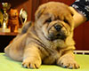 chow chow puppi