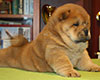 chow chow puppi