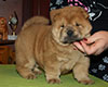 chow chow puppi