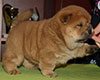 chow chow puppi