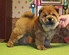 chow chow puppi