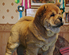 chow chow puppi