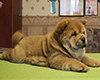 chow chow puppi