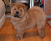 chow-chow smooth puppy